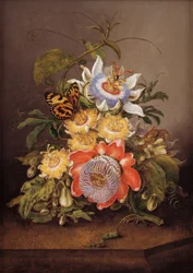 Passiflore